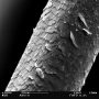 2026-06-05-hair-sputtered-sem.png