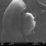 20261008-ladybug-head.png